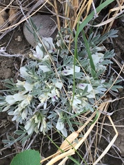 Astragalus gilviflorus