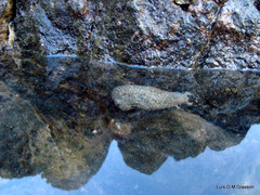Dolabrifera nicaraguana