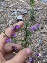 Sairocarpus pusillus