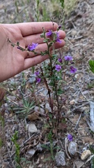 Sairocarpus pusillus