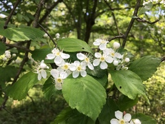 Crataegus mollis