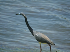 Egretta tricolor image