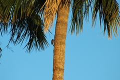 Melanerpes uropygialis