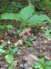 Trillium catesbaei