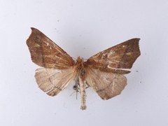 Ischalis nelsonaria