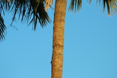 Melanerpes uropygialis