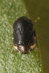 Clastoptera lineatocollis