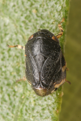 Clastoptera lineatocollis