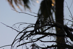 Melanerpes formicivorus