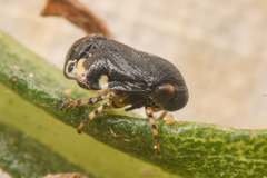 Clastoptera lineatocollis