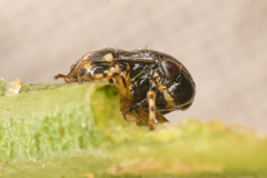 Clastoptera lineatocollis