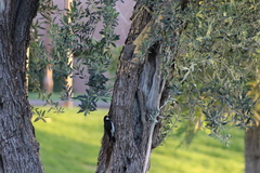 Melanerpes formicivorus