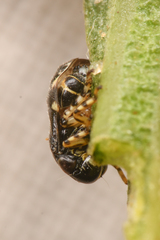 Clastoptera lineatocollis