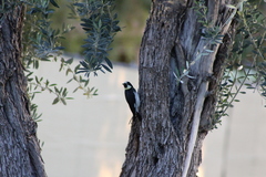 Melanerpes formicivorus