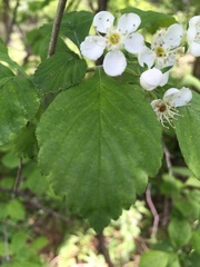 Crataegus mollis