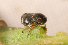 Clastoptera lineatocollis