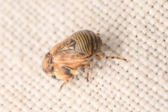 Clastoptera lineatocollis
