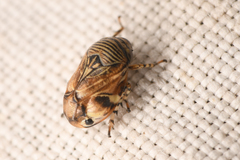 Clastoptera lineatocollis