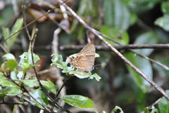 Saribia
