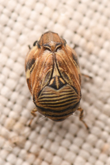 Clastoptera lineatocollis