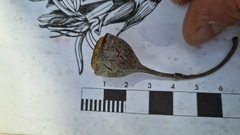 Eucalyptus longifolia