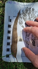 Eucalyptus longifolia