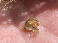 Gammarus mucronatus