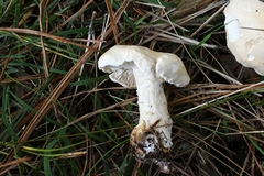 Leucopaxillus cerealis