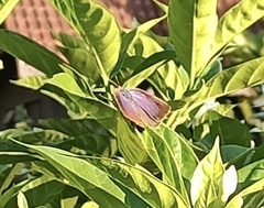 Arhopala centaurus
