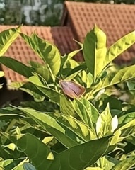 Arhopala centaurus