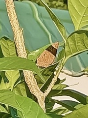 Arhopala centaurus