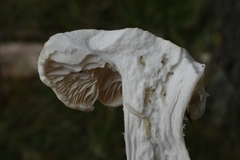 Leucopaxillus cerealis