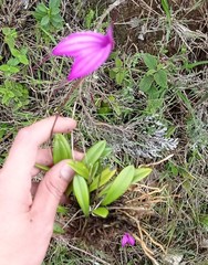 Masdevallia amabilis