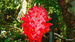 Billbergia pyramidalis