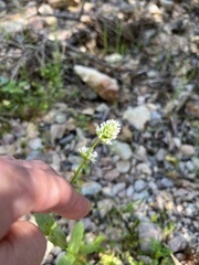 Plectritis ciliosa