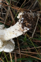 Leucopaxillus cerealis