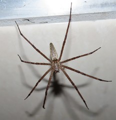 Euprosthenops bayaonianus