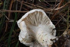 Leucopaxillus cerealis