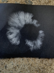 Leucopaxillus cerealis