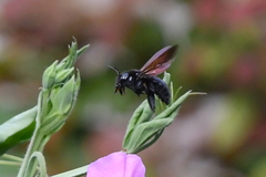 Xylocopa tabaniformis orpifex