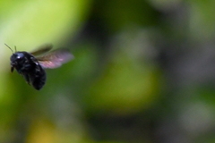 Xylocopa tabaniformis orpifex