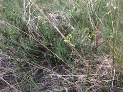 Astragalus pectinatus
