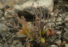 Myosotis traversii traversii