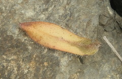 Myosotis traversii traversii