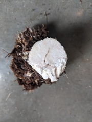 Leucopaxillus cerealis