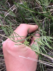 Astragalus pectinatus