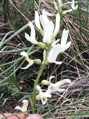 Astragalus pectinatus