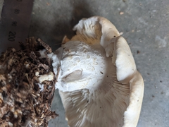 Leucopaxillus cerealis