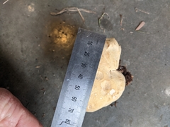 Leucopaxillus cerealis