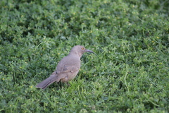 Toxostoma curvirostre